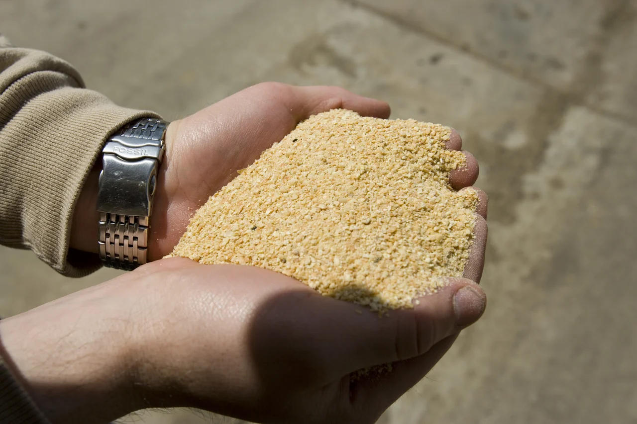 Mãos segurando farelo de soja para nutrição animal